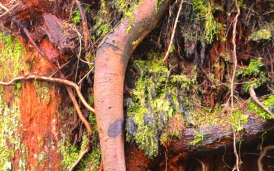 Photo evidence that trees have arms!